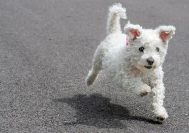 bichon frise training