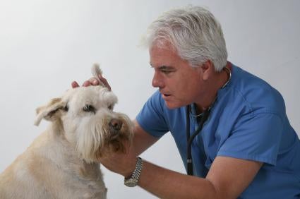 http://www.dog-obedience-training-review.com/images/Dog-Ear-Infection-Treatment.jpg