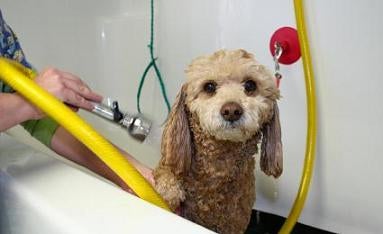 Dog Grooming Schools