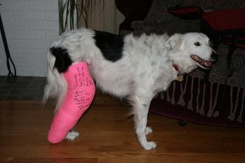 The image of Best Dog, Buy dog, dog insurance, Dog island,Dog-Health-Insurance.jpg” cannot be displayed, because it contains errors.