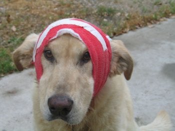 The image of Best Dog, Buy dog, dog insurance, Dog island,Dog-Insurance.jpg” cannot be displayed, because it contains errors.