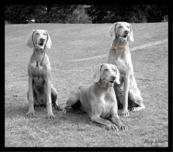 TThe image of Dog obidience, Buy dog, dog collar, Dog Cuctume, Dod megazin,Dog-Obedience-Training-School.jpg” cannot be displayed, because it contains errors.