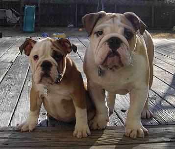 Fully Grown Bulldog