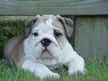 English Bulldog Puppies on English Bulldog Puppy Information   House Training   English Bulldog