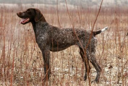 GermanShorthairedPointer.jpg