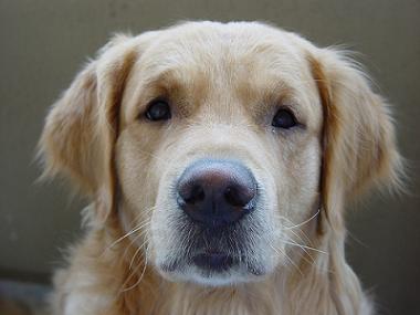 golden retriever picture