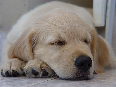 Golden Retriever Training