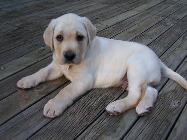 labrador dog impression