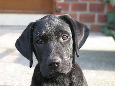 black labradors shape