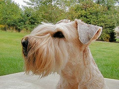 Dog+breeds+list