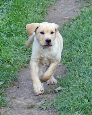 cute yellow labrador puppy. Training A Labrador Puppy Is