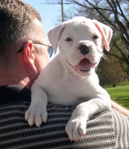 boxer house training