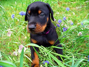 boy dog names