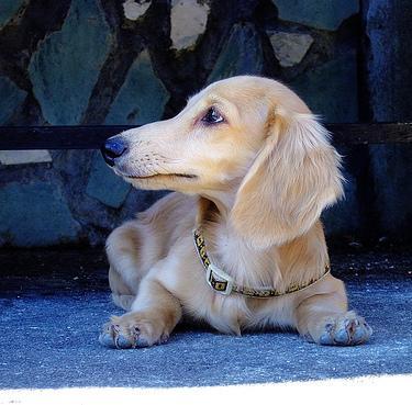 In the US it's a Miniature Dachshund (less than 11 pounds) and a Standard 