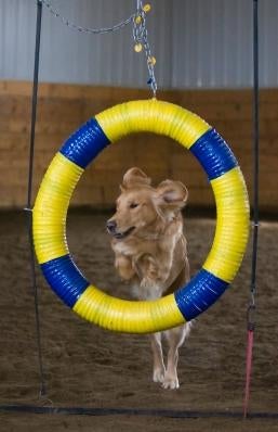 Dog Agility Starter Kit