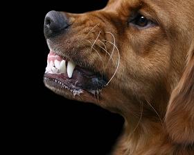 http://www.dog-obedience-training-review.com/images/dog-food-aggression.jpg