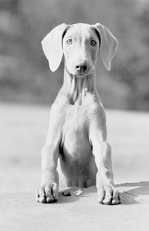 puppy training puppy training