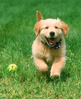 Dog+pictures+and+names