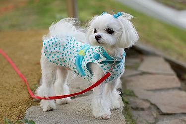 Hair Cuts  Dogs on Puppy Information   Training   Maltese Dog Pictures   House Training