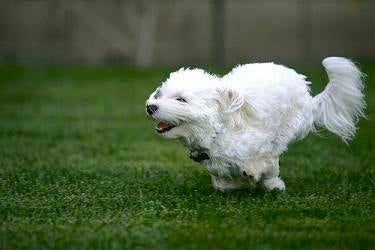 Maltese Puppies on Maltese Puppies