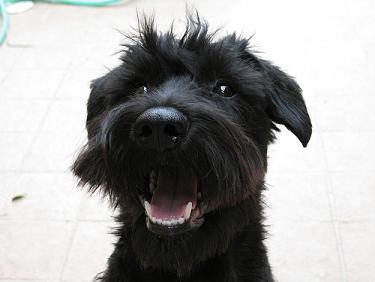 http://www.dog-obedience-training-review.com/images/mini-schnauzer-puppy.jpg