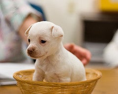 puppy socializing