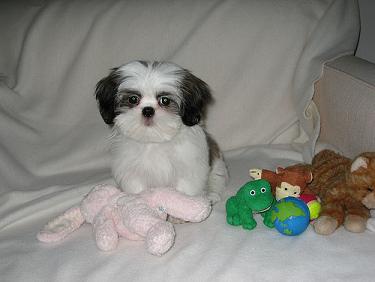 Shih+tzu+mixed+with+dachshund