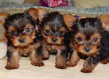 Yorkie-Dog