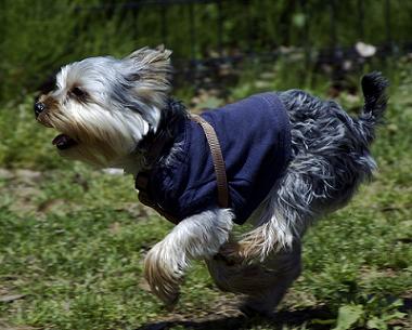 http://www.dog-obedience-training-review.com/images/yorkshire-terrier-picture.jpg