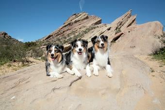 Aussie Shepherd Puppies