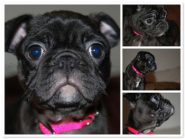 Black Pug Puppy