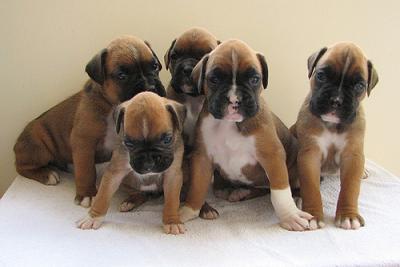 Boxer Puppy For Sale