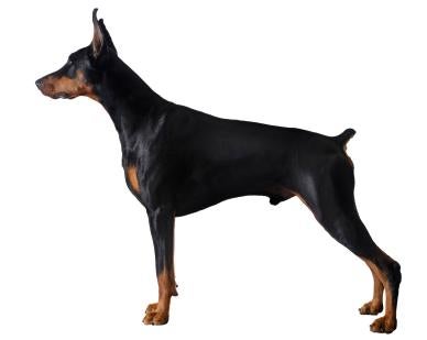 Doberman Pinscher Guard Dog Training