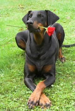 Doberman Pinscher Puppies on Doberman Pinscher Puppy