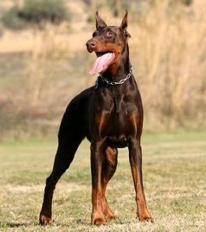 Doberman Pinscher Training