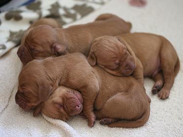 At What Age Can a Dog Get Pregnant? thumbnail Dog Pregnancy Timeline | Signs Of Pregnancy In Dogs | How Long Are ...