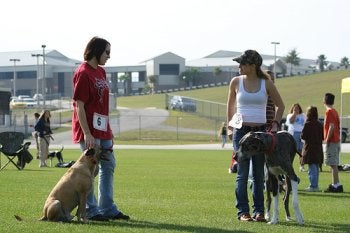 Click Here for Dog Training Obedience - Selecting a Trainer