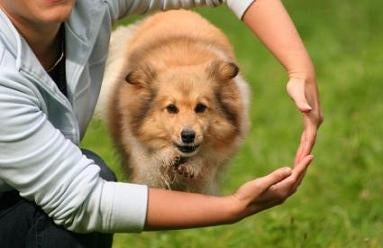 Dog Tricks - Cool Dog Tricks To Teach Your Dog