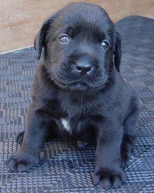 favorite puppy names huge list of popular dog names for female boy dog names 300x375