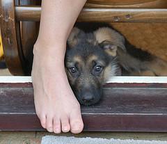 GSD Puppy