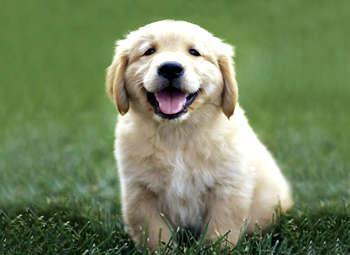 Golden Retriever Pictures