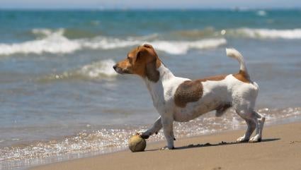 Jack Russell Puppies