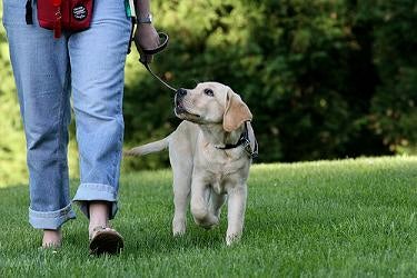 Leash Training A Puppy