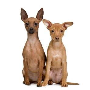 Miniature Pinscher Training