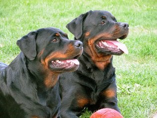 picture of rottweilers