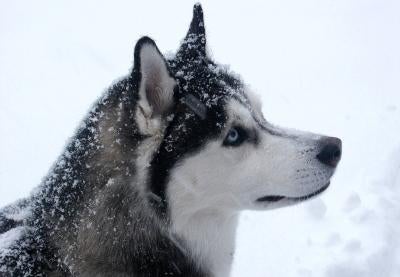 Siberian Husky Breeders