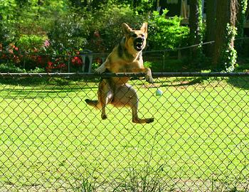 Stop-Fence-Jumping-Dog.jpg