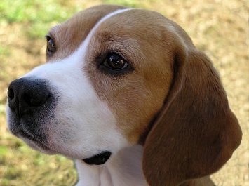 beagle puppy for sale