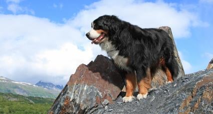 bernese mountain dog puppies