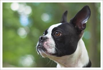 boston terrier training